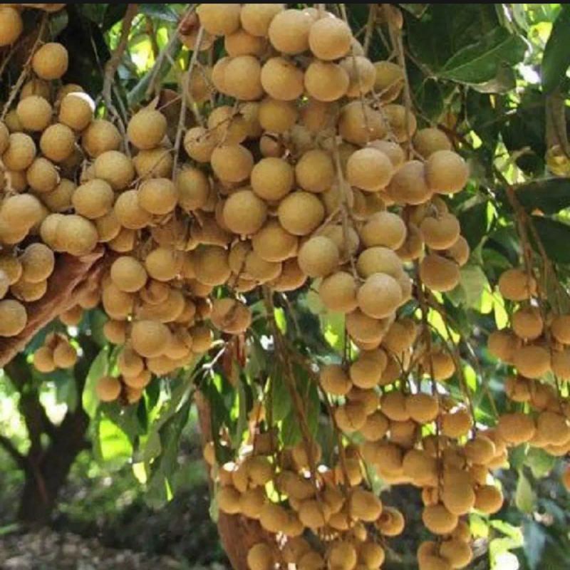 3 kg nhãn cùi quả to hạt nhỏ ngọt