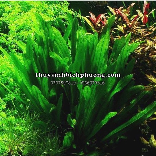 CÂY LƯỠI MÈO THỦY SINH DỄ PHÁT TRIỂN KHÔNG CO2 TRỒNG HẬU CẢNH ĐẸP
