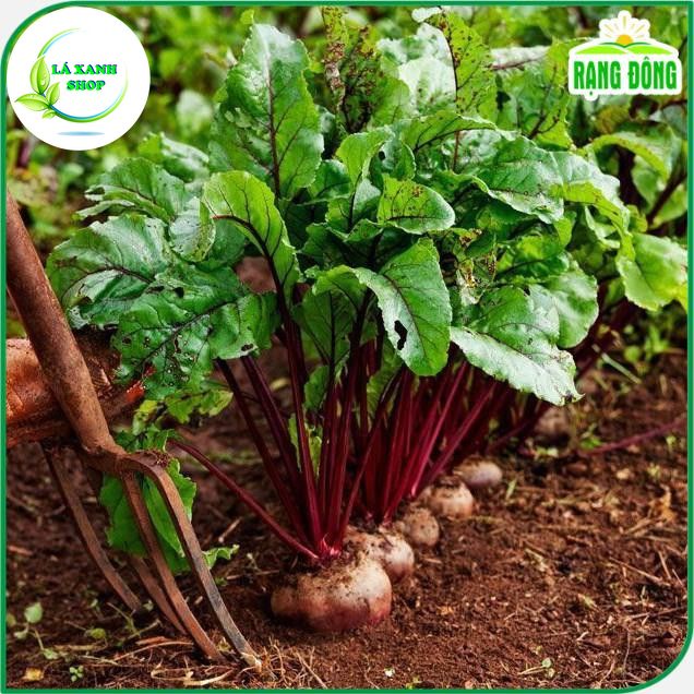 Hạt giống Củ Dền Đỏ Ngọt, Củ To, Trồng Quanh Năm, Kháng Sâu Bệnh Tốt (gói 5 gram) - Hạt giống Rạng Đông