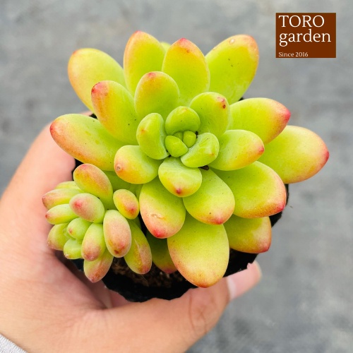 Sen đá sỏi thiên thanh xanh Đà Lạt size bé cây cảnh trang trí nhà cửa Toro garden
