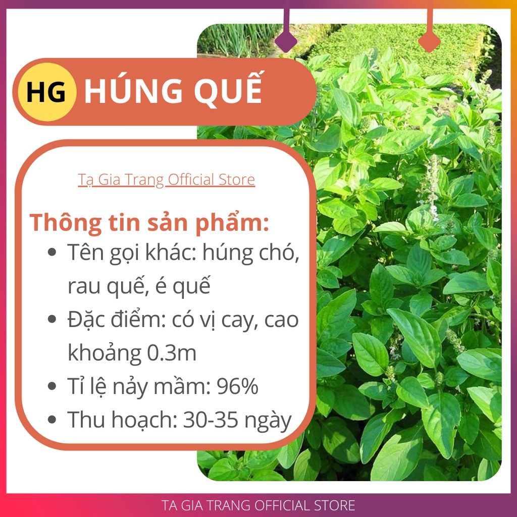 Hạt giống rau húng quế (húng chó) chất lượng cao - Shop hạt giống Tạ Gia Trang