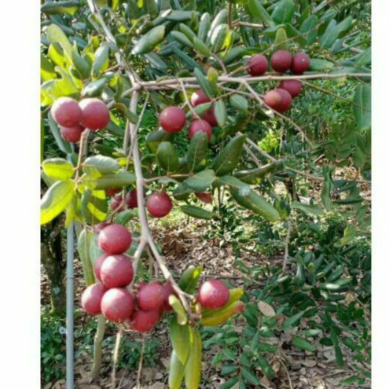 nhãn xuồng tím mau cho trái