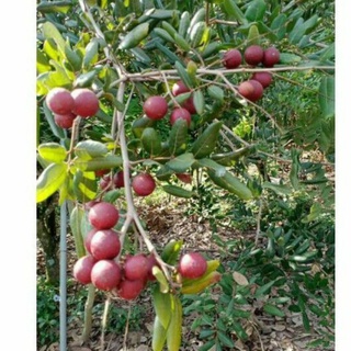 nhãn xuồng tím mau cho trái