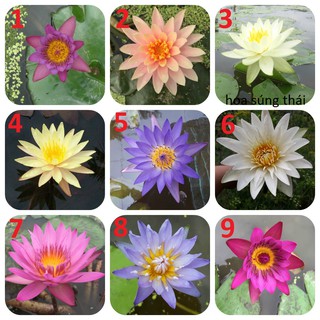 Combo 5 cây giống hoa súng thái lan mix màu