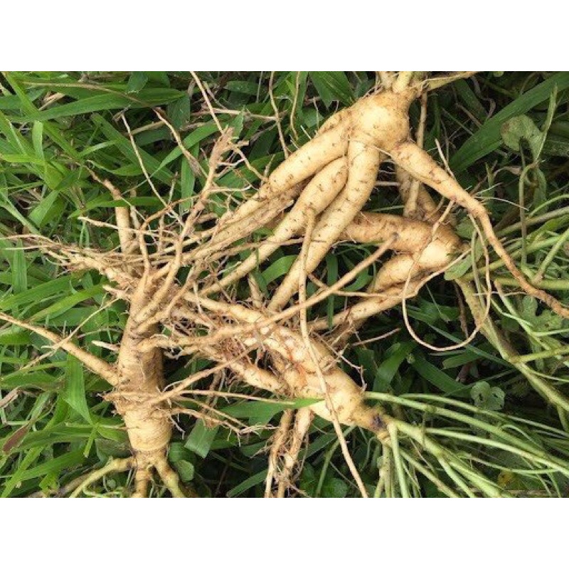 250 Hạt Giống Sâm Bố Chính - Sinh Trưởng Khỏe, Dễ Trồng Boiboi.Organic