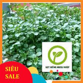 Hạt giống rau cải xoong ( xà lách xoong) HAT F1