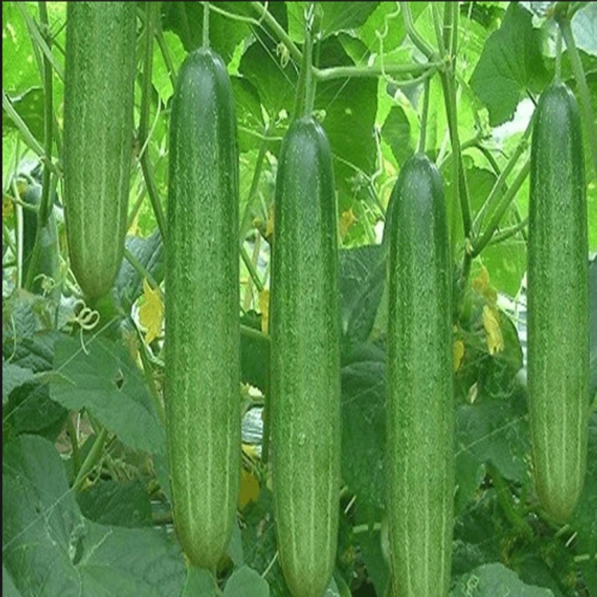 Hạt Giống Dưa Chuột Nếp Ta