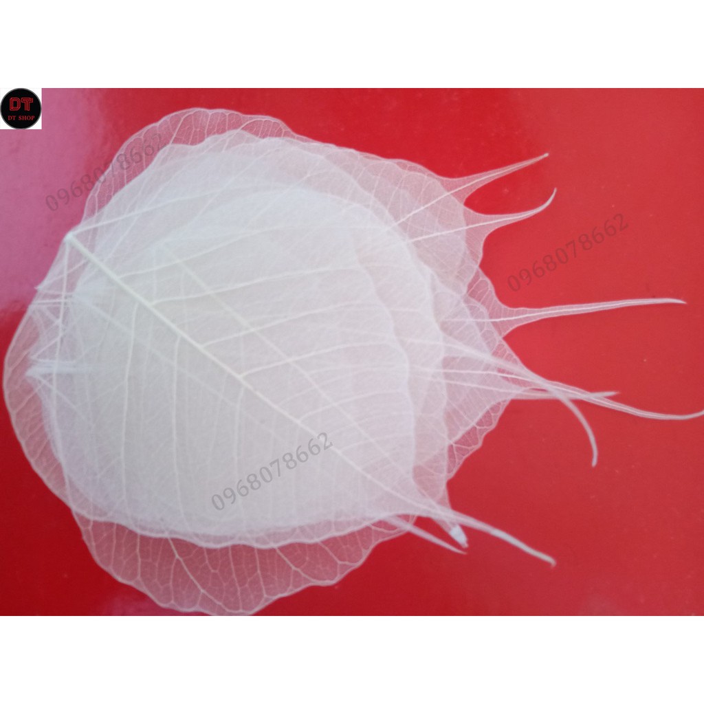 Xương lá bồ đề size to