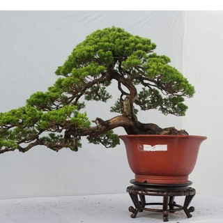 Hạt giống cây tùng la hán ( Gói 10 Hạt Tặng Gói Kích Thích Hạt Nảy Mầm ) - STHG2