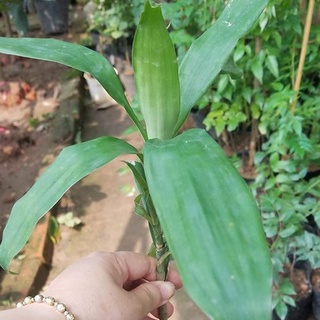 💙Cây giống sâm cau đỏ chuẩn giống