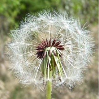 Gói 100  hạt giống Bồ Công Anh Thấp