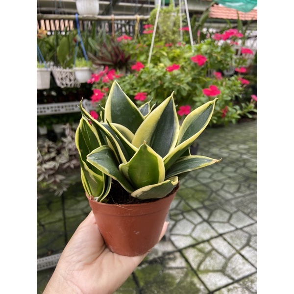 Cây lưỡi hổ thái mini