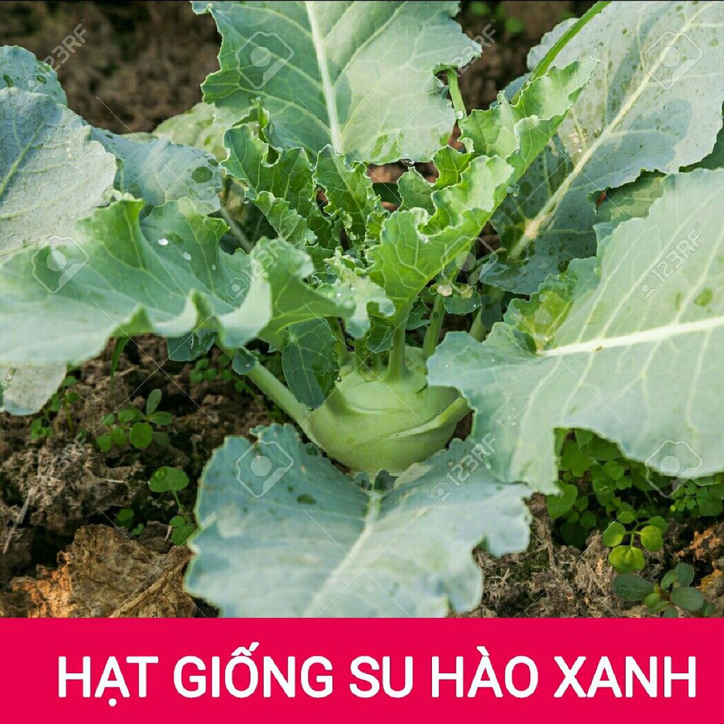 [GIÁ GỐC] Hạt giống Su Hào Xanh F1 - 30 hạt