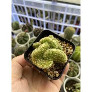 Xương rồng chris 4cm