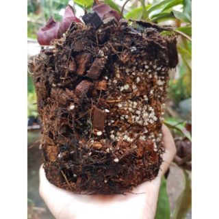 Hỗn hợp trồng lan gói 400-500gram