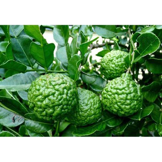 Cây Chanh Trúc ( Chanh Não Người ) Cao 10-15cm
