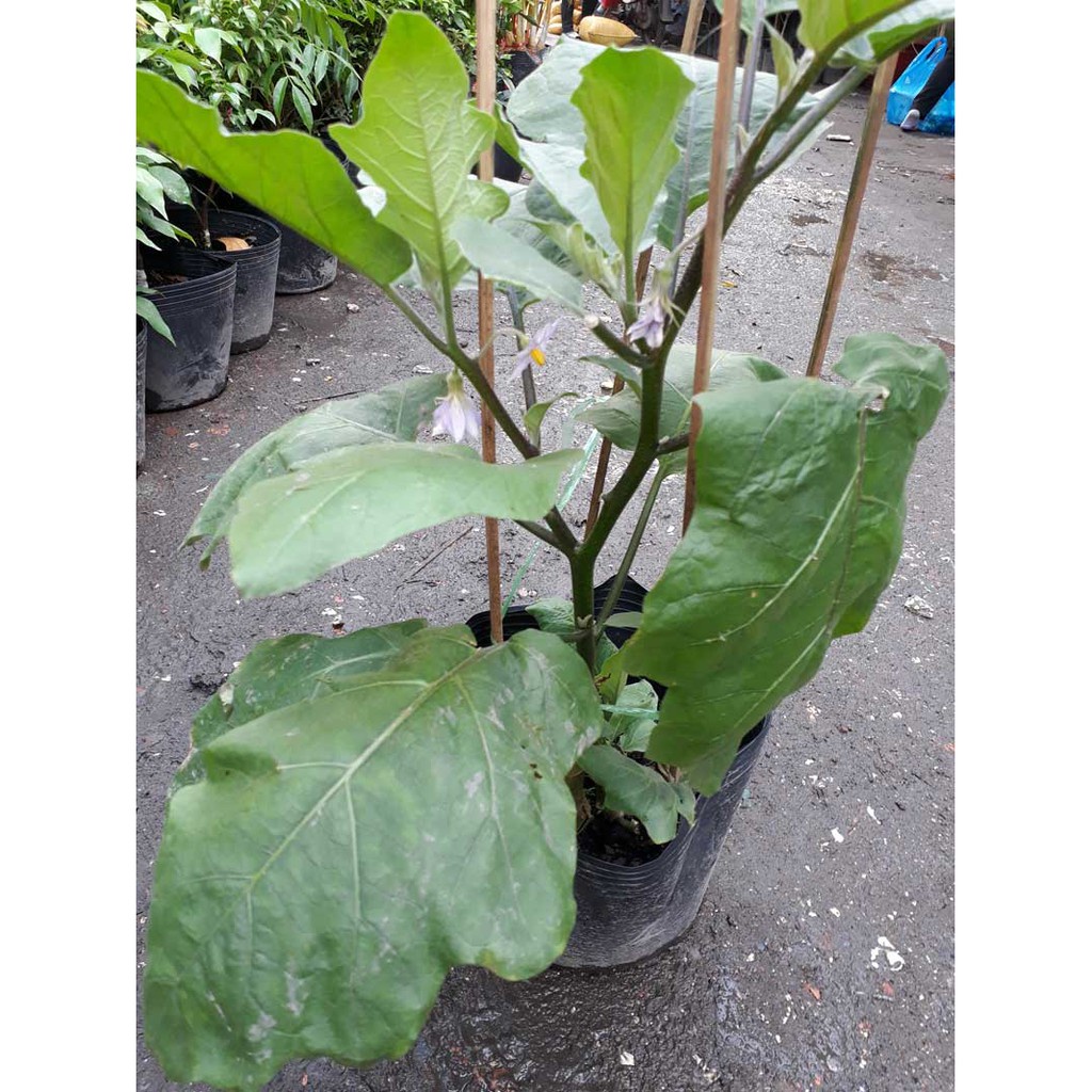 ( HOT ) Hạt giống cà bát xanh cao sản (cà da ếch) 0.5gr