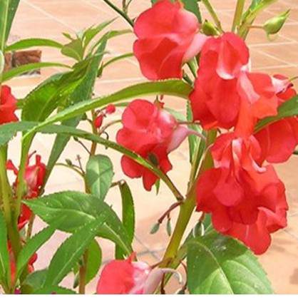 Hạt Giống Hoa Móng Tay Mix Nhiều Màu 0.1gr