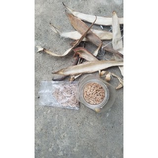 hạt sứ nguyên liệu
