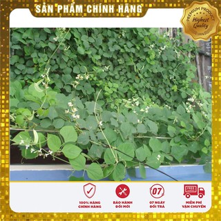 Hạt giống đậu ván xanh - 3 hạt