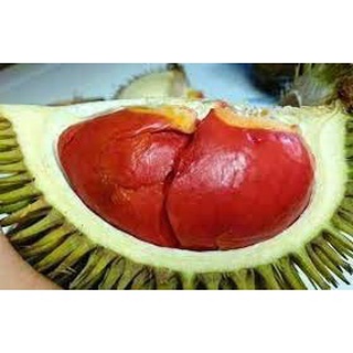 Cây giống sầu riêng ruột đỏ