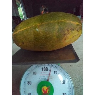 Hạt giống dưa thái thơm