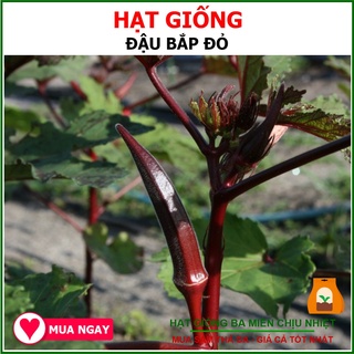 Hạt giống đậu bắp đỏ giàu chất dinh dưỡng
