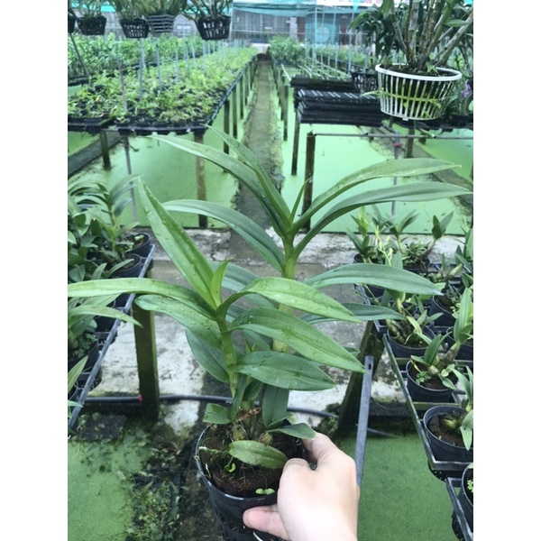 Hoa lan yaya mini cây truỏng thành