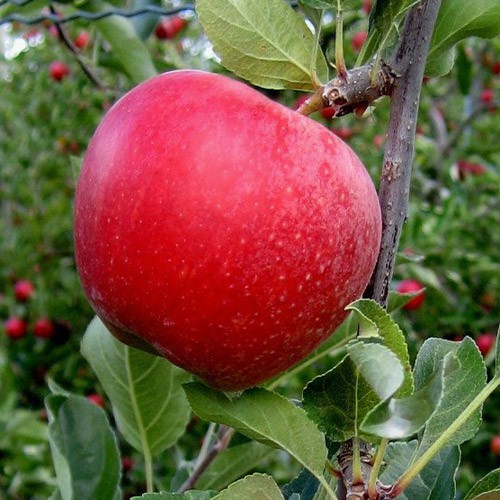 Cây táo đỏ lùn nhập giống Mỹ (cây con giống F1) dễ trồng nhanh thu hoạch siêu quả năng suất cao 1 năm 2 vụ - QD37