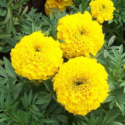 Hạt Giống Hoa Cúc Vạn Thọ Mỹ Vàng Bông To