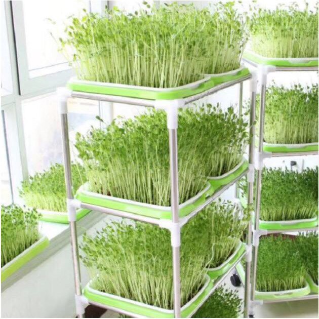 1kg hạt giống rau mầm Đậu Hà Lan (rau mầm ăn rất ngọt và thơm, được thu hoạch 2 lần)