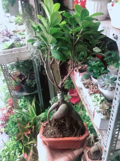 Chậu Cây Si Bonsai