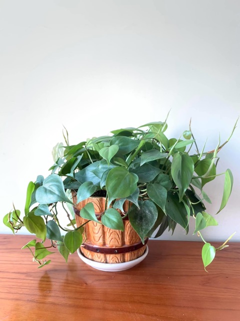 Trầu bà trái tim Xanh