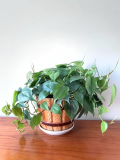 Trầu bà trái tim Xanh