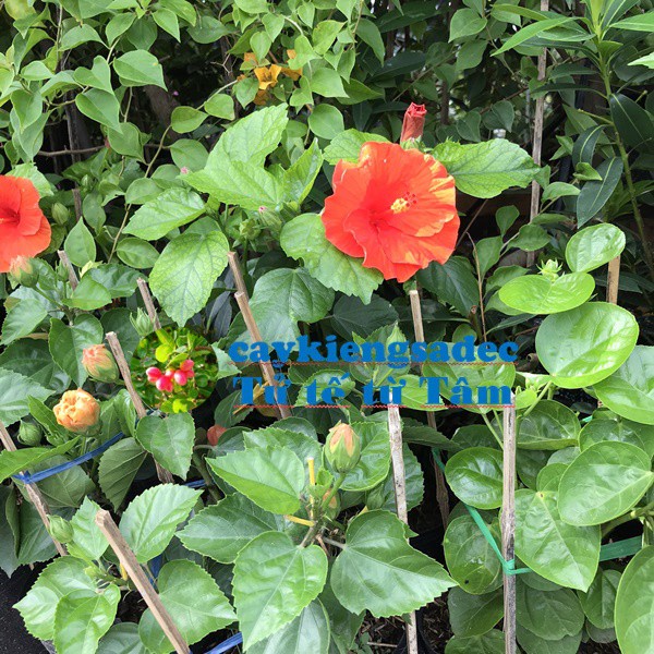 caykiengsadec - Cây hoa bụt đỏ + Tặng Phân Bón - hoa kiểng lá - trang trí nội thất cảnh quan sân vườn ngoài trời