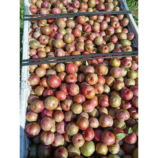 1kg mận hậu trái mùa mộc châu