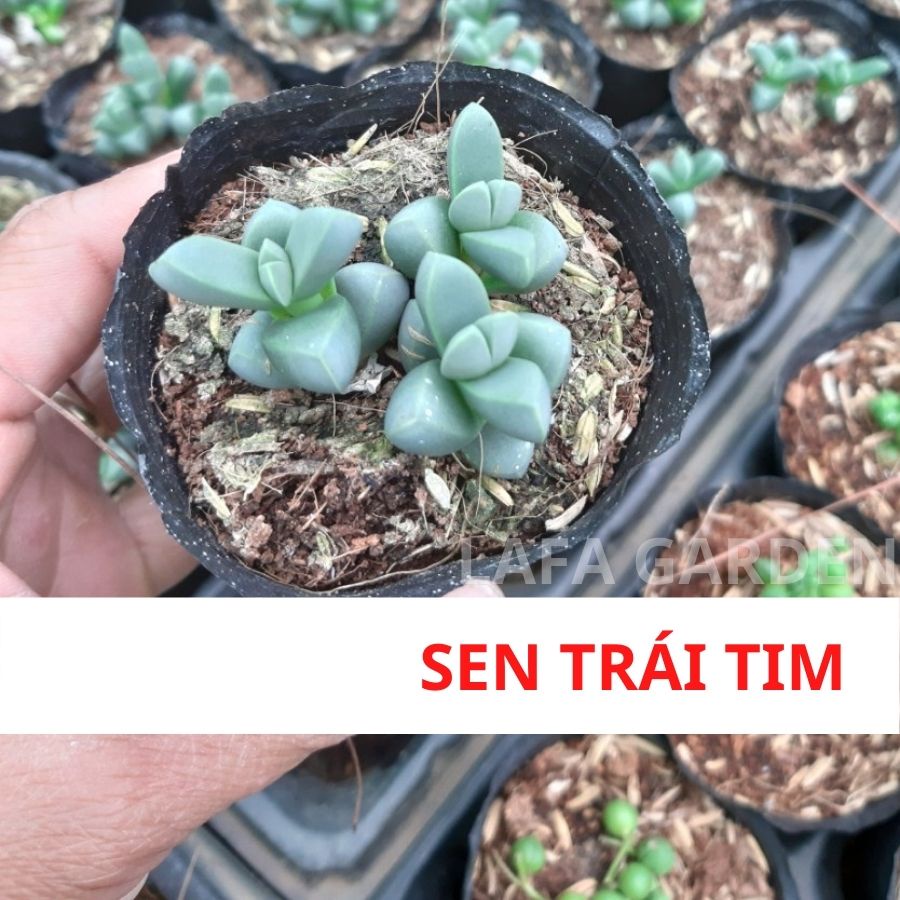 Cây sen đá Đà Lạt , Combo 12 cây sen đá đá ngẫu nhiên vườn LAFA GARDEN