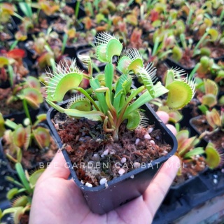 Cây bẫy kẹp, cây bắt ruồi venus flytrap trang trí