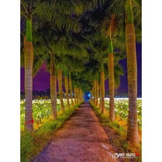 Cây 🌲 Cau đuôi chồn 1m7