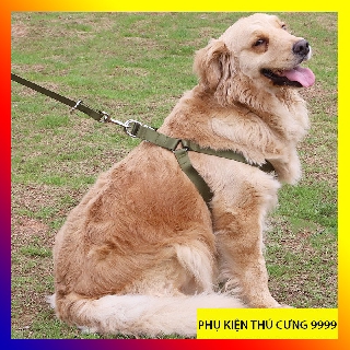 DÂY DẮT CHÓ ALASKA, HUSKY, BECGIE - DÂY DẮT CHÓ TO