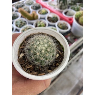 XƯƠNG RỒNG MAMI BÔNG TUYẾT