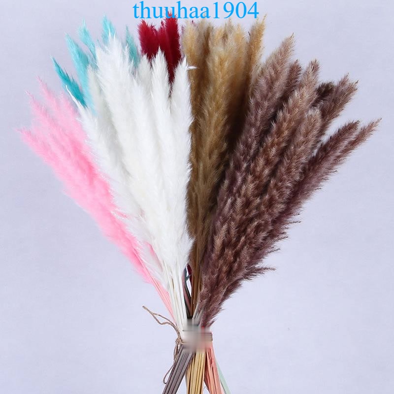 Hoa khô trang trí Cỏ lau nhọn khô màu đẹp trang trí decor phòng cắm lọ cao (60-70cm)