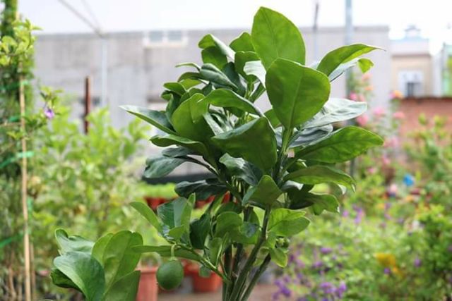 Bưởi da xanh ruột đỏ