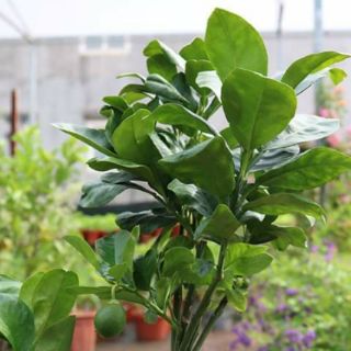 Cây 🌲 Bưởi da xanh ruột đỏ 1m