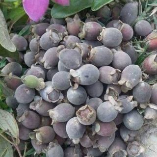 Sim Rừng Khô (500,1000g)