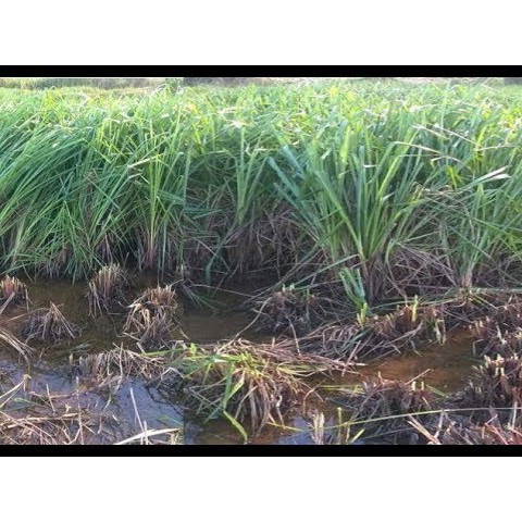 Hạt giống cỏ Ubon Paspalum - Cỏ xả chịu ngập gói 100g