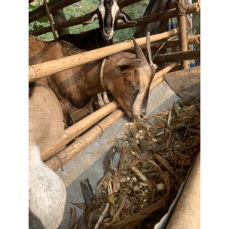 Men vi sinh hoạt tính ủ ngô, cỏ, cám, bã đậu 1kg