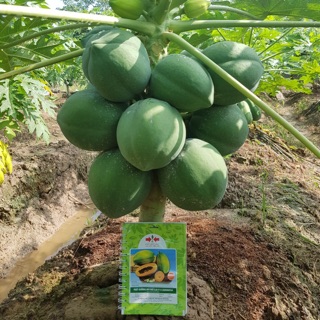 [3hạt] giống đu đủ ruột vàng Carinosa siêu ngọt (tặng 3 viên nén ươm hạt)