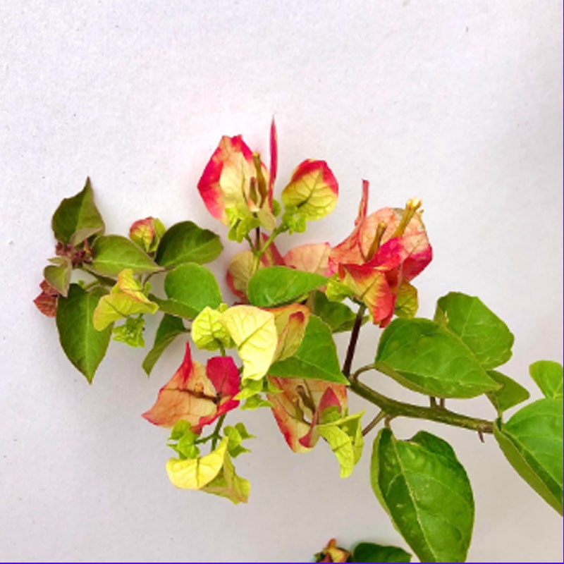 Cây hoa giấy đổi màu Ấn Độ - cây cảnh để bàn - caykiengsadec