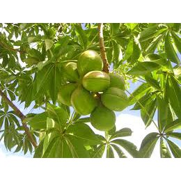 1kg Mủ trôm - Sản phẩm đảm bảo chất lượng | BigBuy360 - bigbuy360.vn